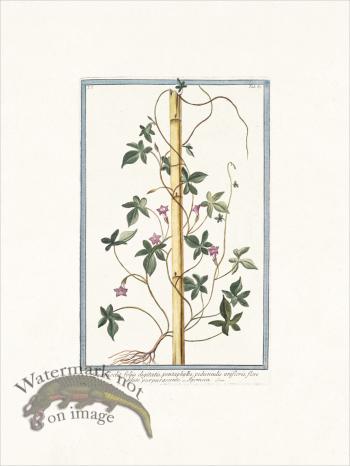 Bonelli 087  Ipomoea